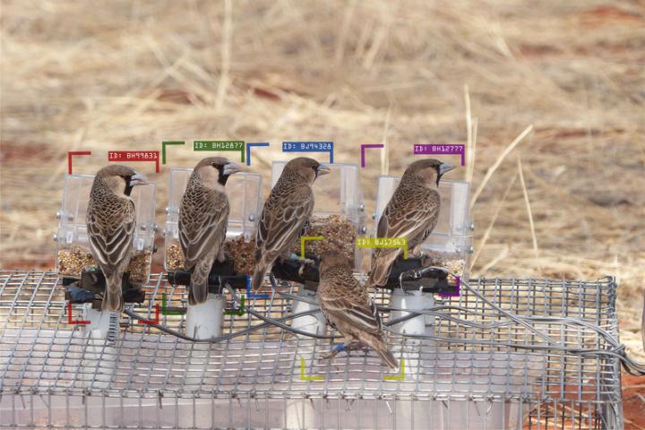 A group of sociable weavers at an artificial feeder. The bounding boxes and the alphanumeric code illustrate the individual identification performed by the computer. Photo Cécile Vansteenberghe.